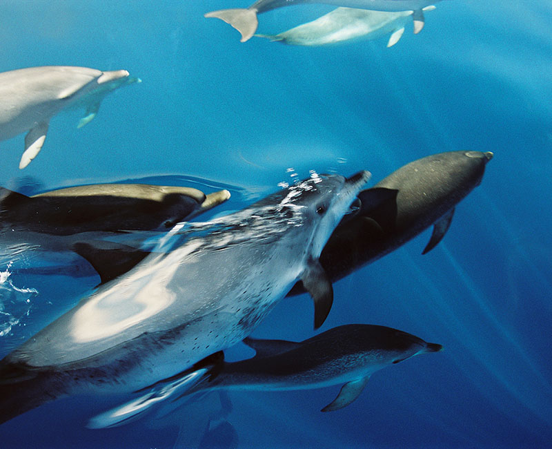 delfinstrategien-tribe-7